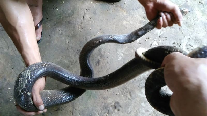 Mơ thấy người khác bắt được rắn đánh con gì nếu là rắn hổ mang