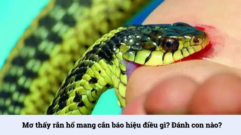 Mơ thấy rắn hổ mang cắn báo hiệu điều gì? Đánh con nào?